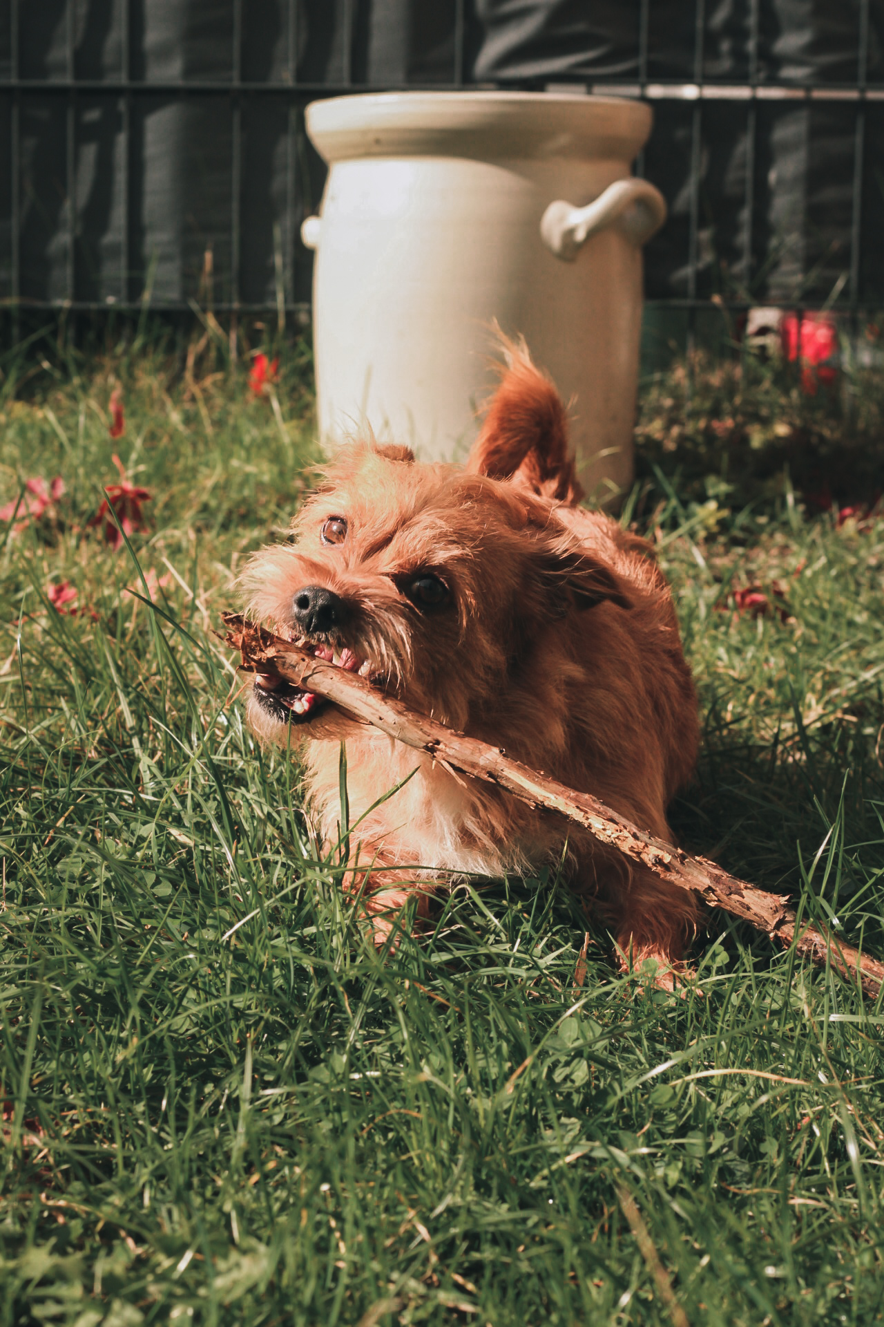 Buffy_IMG_6904.jpg